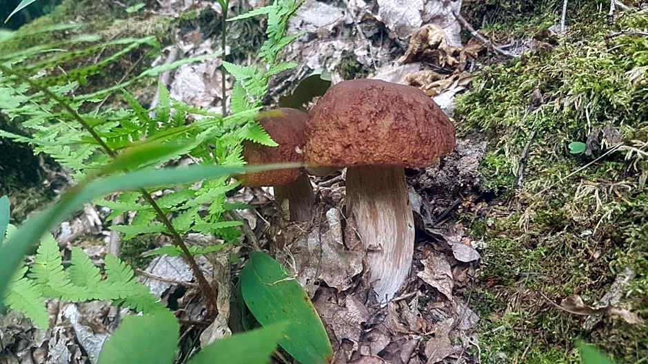 Agroturystyka Perła Gaju