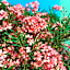 Residence Melody - Adult only