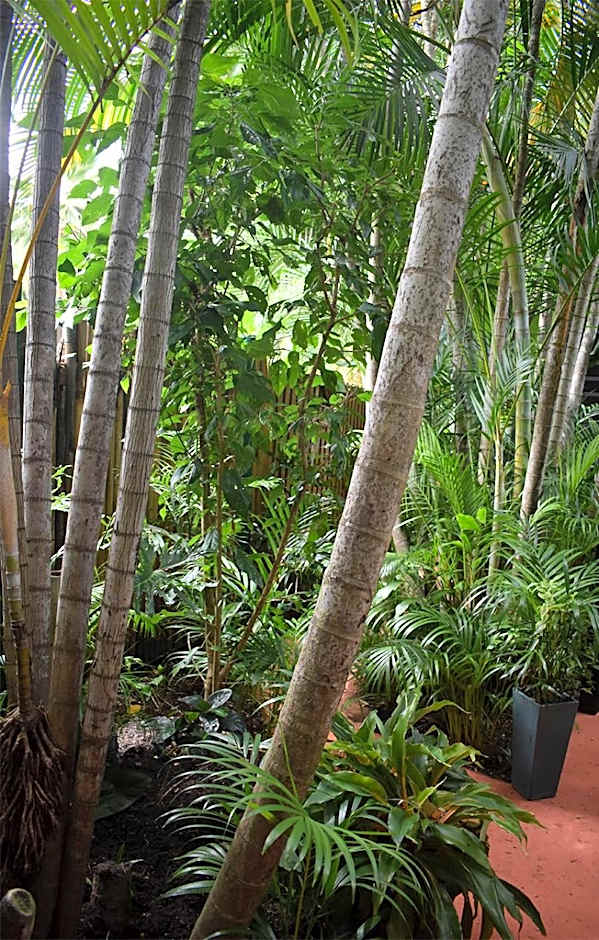 Oskar's Rain Forest Retreat