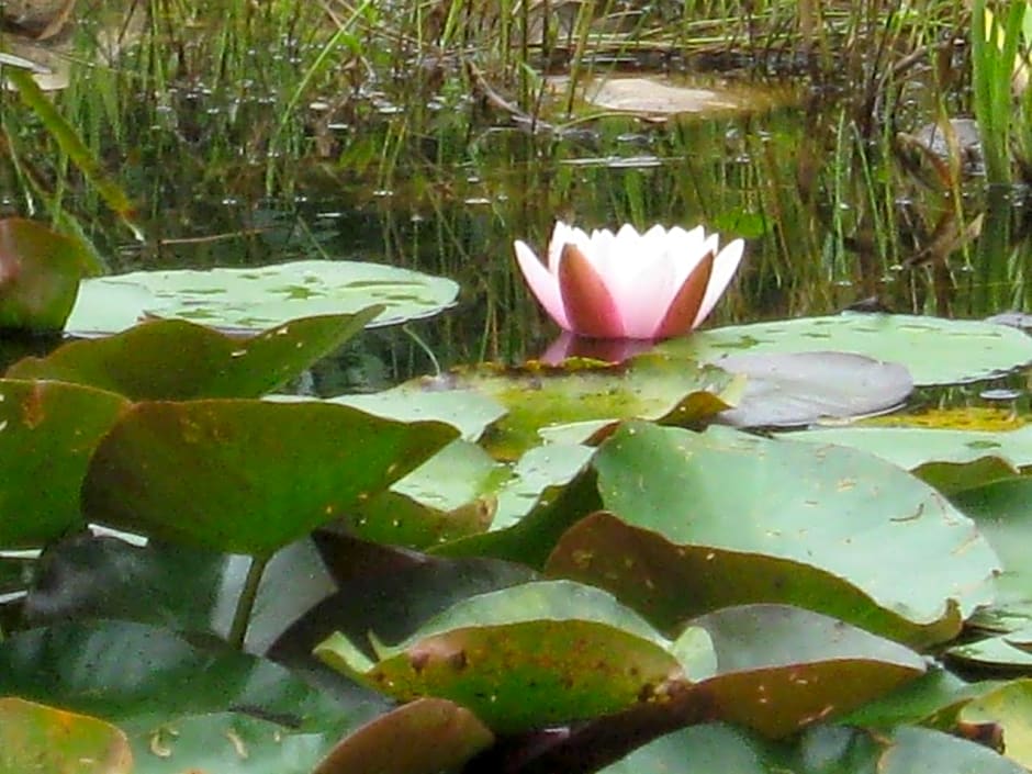 FeWo Landhaus Ederlust HeilungsRäume eV
