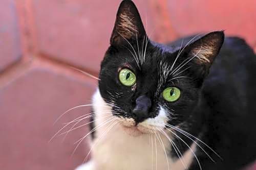 Posada Lupita