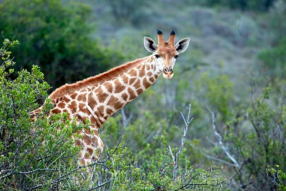 Mount Camdeboo Private Game Reserve by NEWMARK