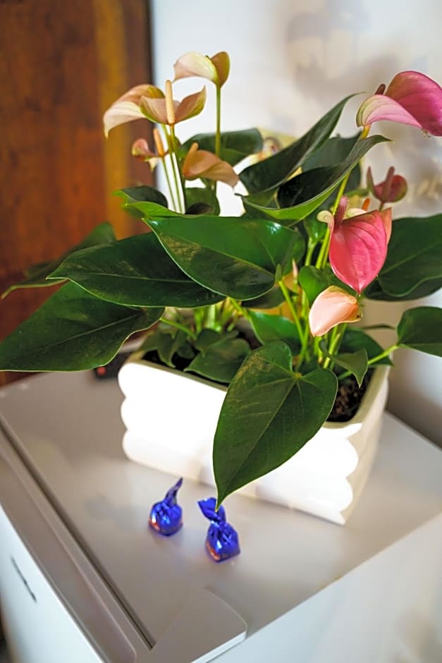 Sansi´s Sapri Camere