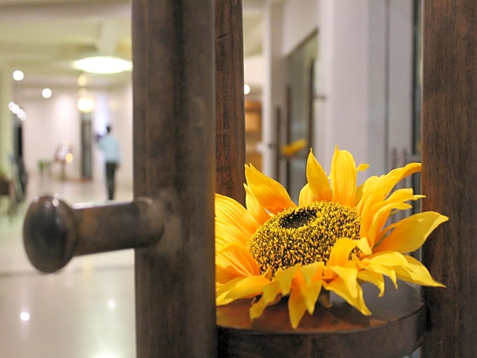 Seven sky Clarks Exotica