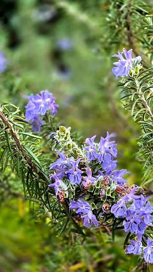 Relais Villa Montedonzelli