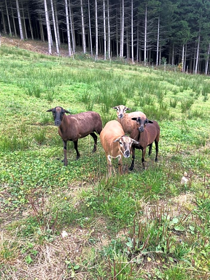 Ferienhaus FRIEDLHOF