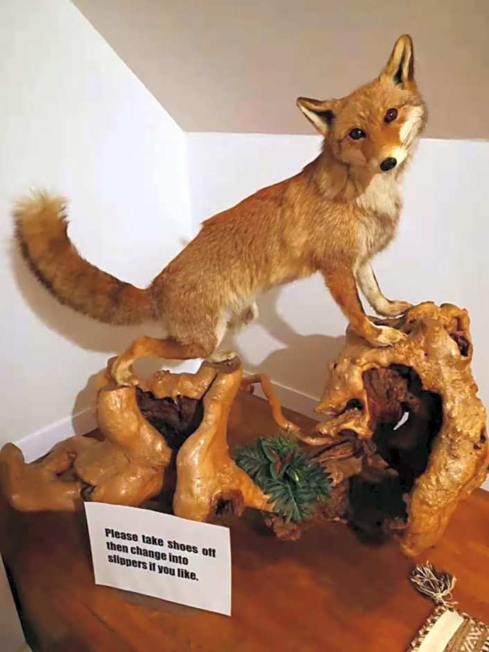 Hakuba Snow Fox