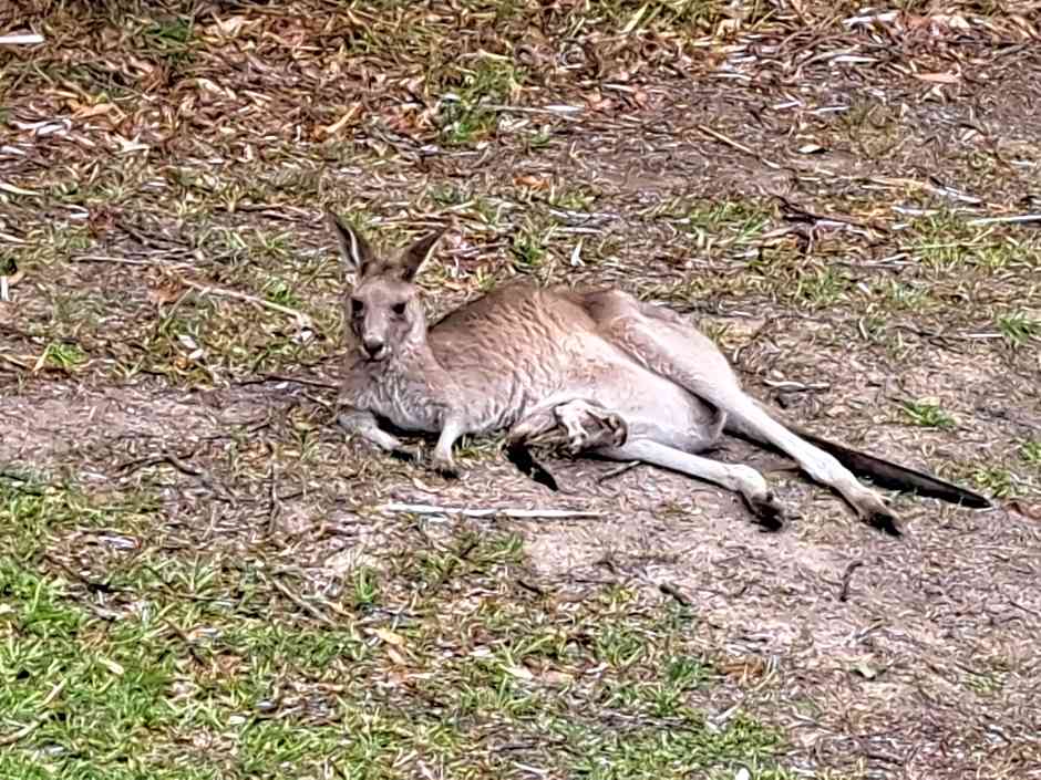 Forest view bungalow