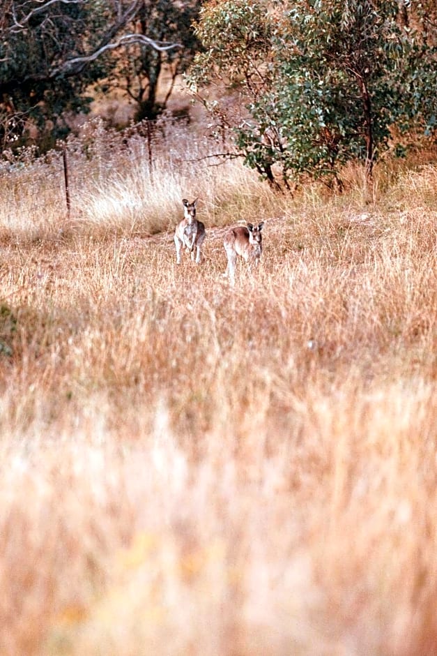 Celestine - 1 Bed Cabin with Outdoor Bath - Kundalini Lodge