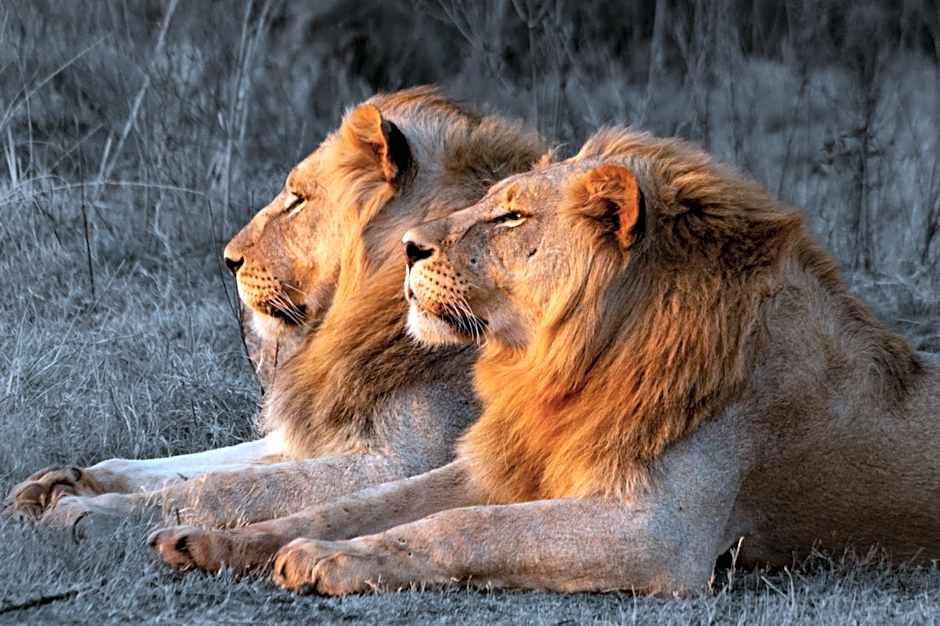 Out in Africa Wildlife Lodge