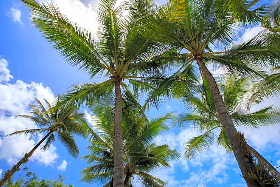 Scotty's Mission Beach