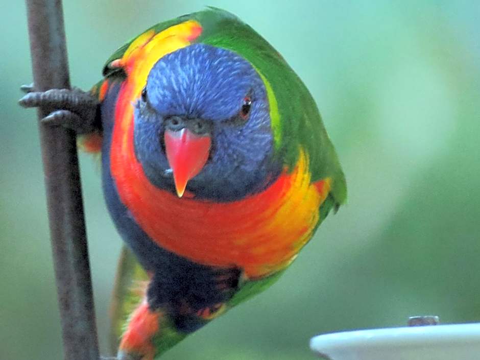 The Bower At Broulee