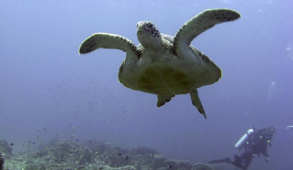 Mango Dive & Bungalow