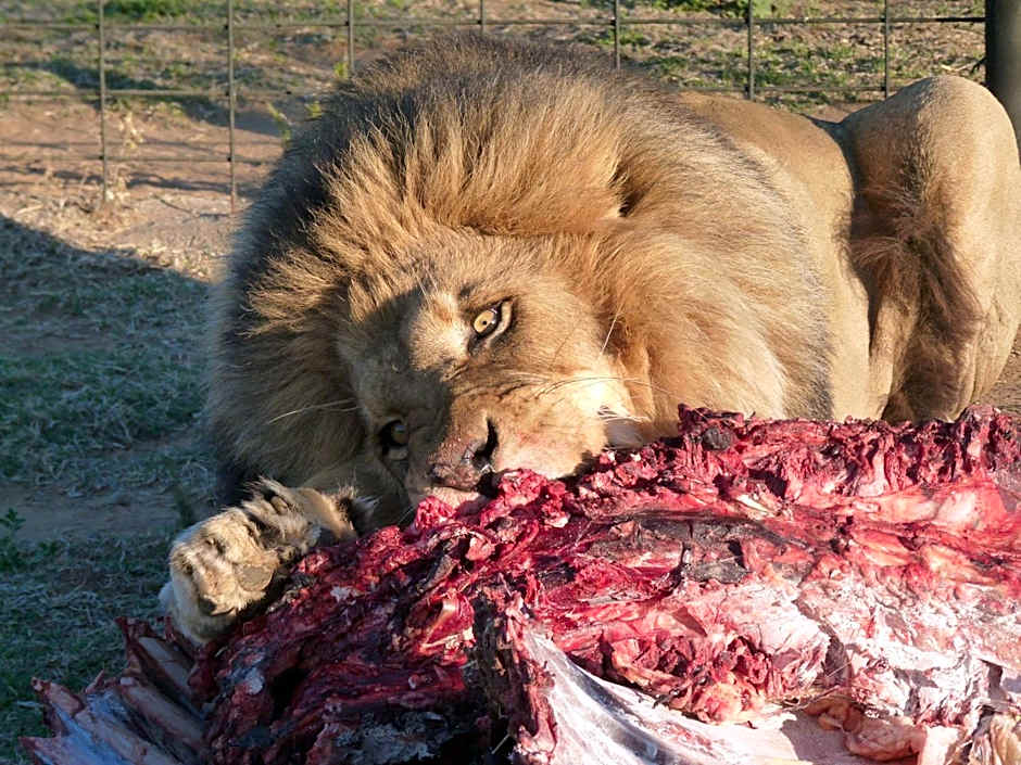 Boskoppie Lion & Tiger Reserve