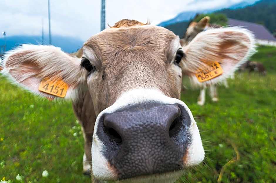 Residence Cavanis Wellness & Spa