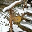 La cabane du chineur