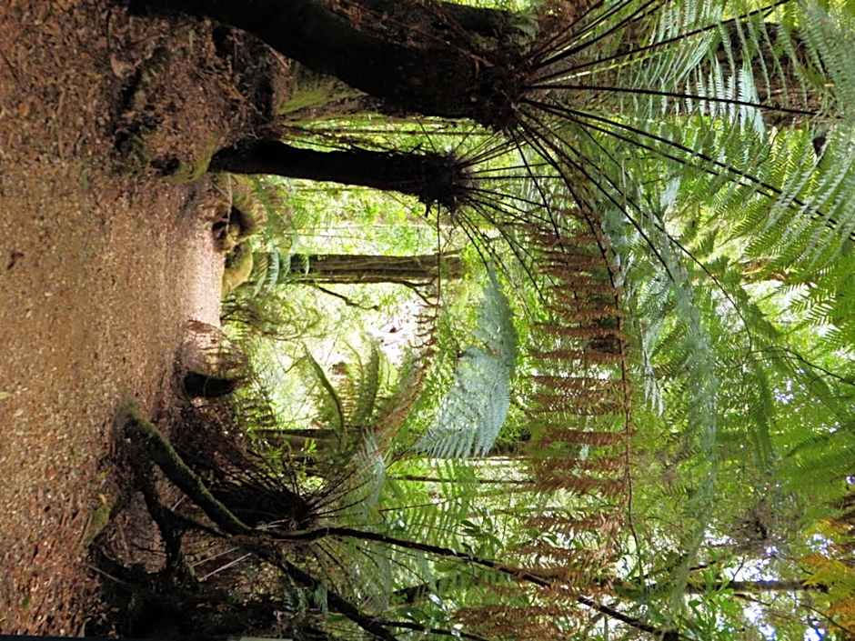 Tahune AirWalk Cabin and Lodge