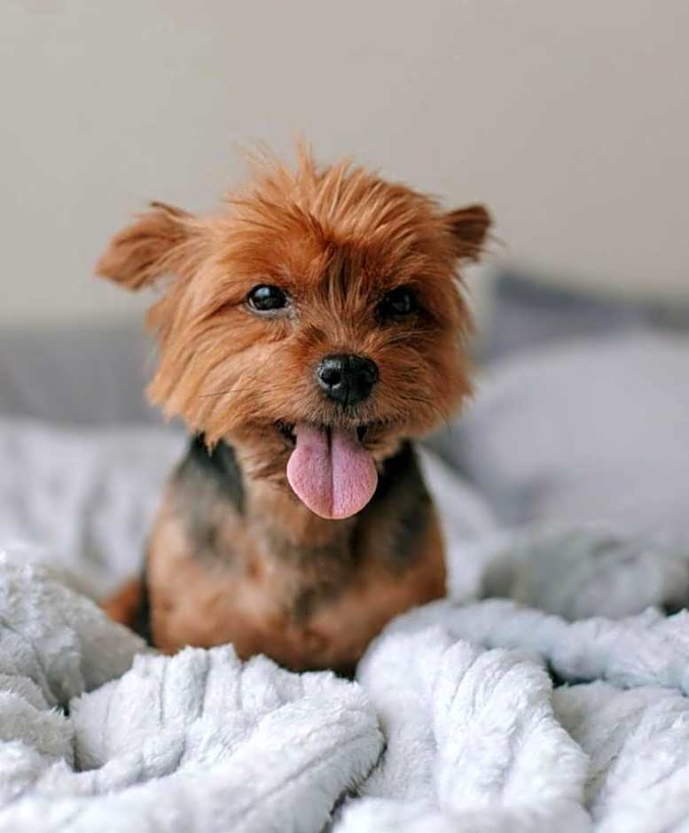 Blue Tree Premium Verbo Divino - Nações Unidas