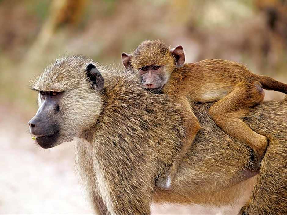 Sable Ranch Bush Lodge