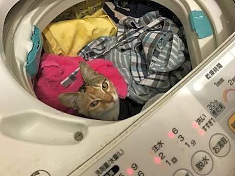 Misato Kinenkan, A Guest House Full Of Cats