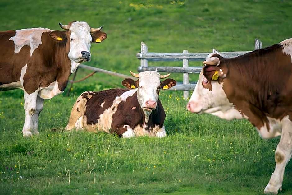 Chalet Kanja Velika Planina