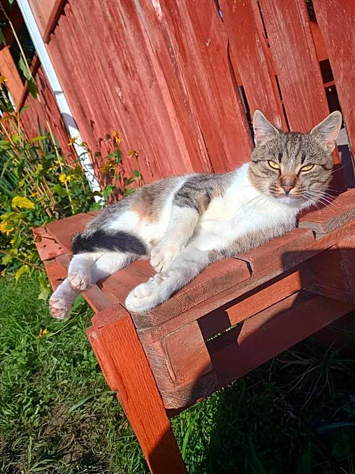 Noclegi nad Biebrzą Stara Szkoła