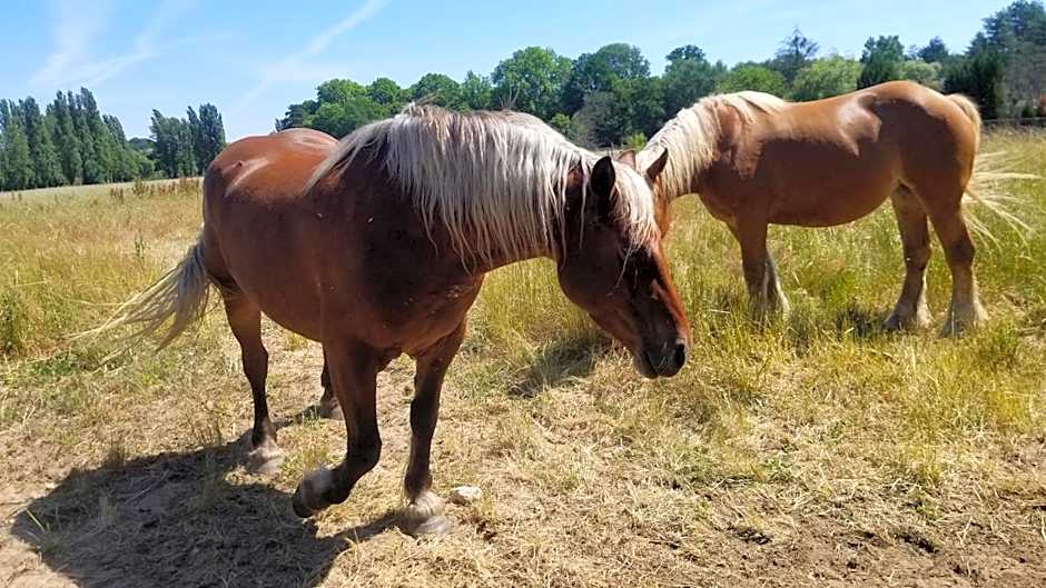 Chambre Chenonceau equitation