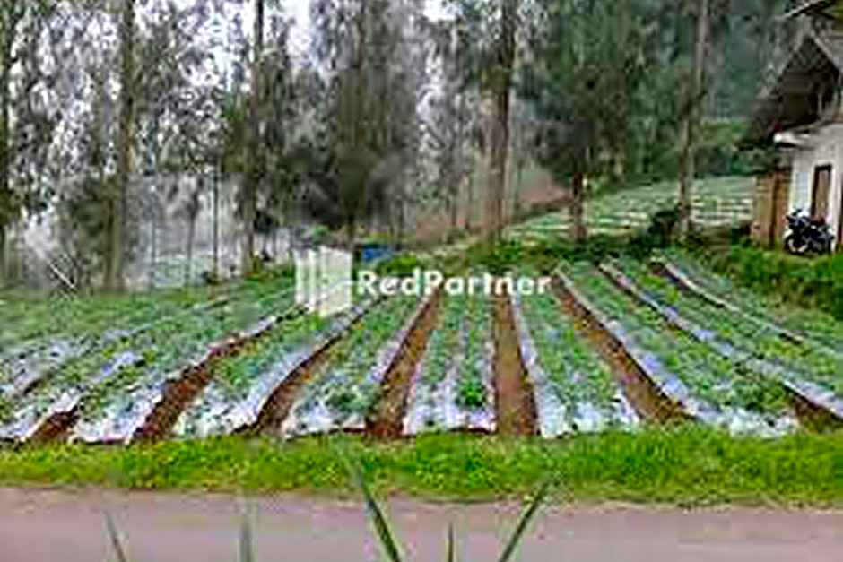 Gebby Homestay Bromo RedPartner