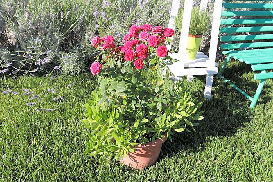 All'ombra del Carrubo - Metaponto