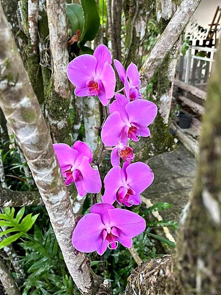 Les Gîtes de la Lézarde