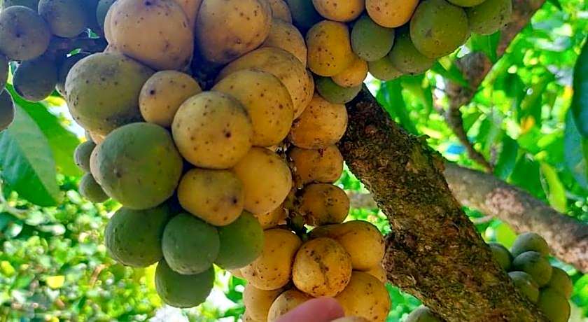 VILLA D' KEBUN WITH FREE FRUITS