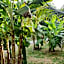 Suan Proud Koh yao noi