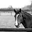 San Giacomo Horses & Agriturismo