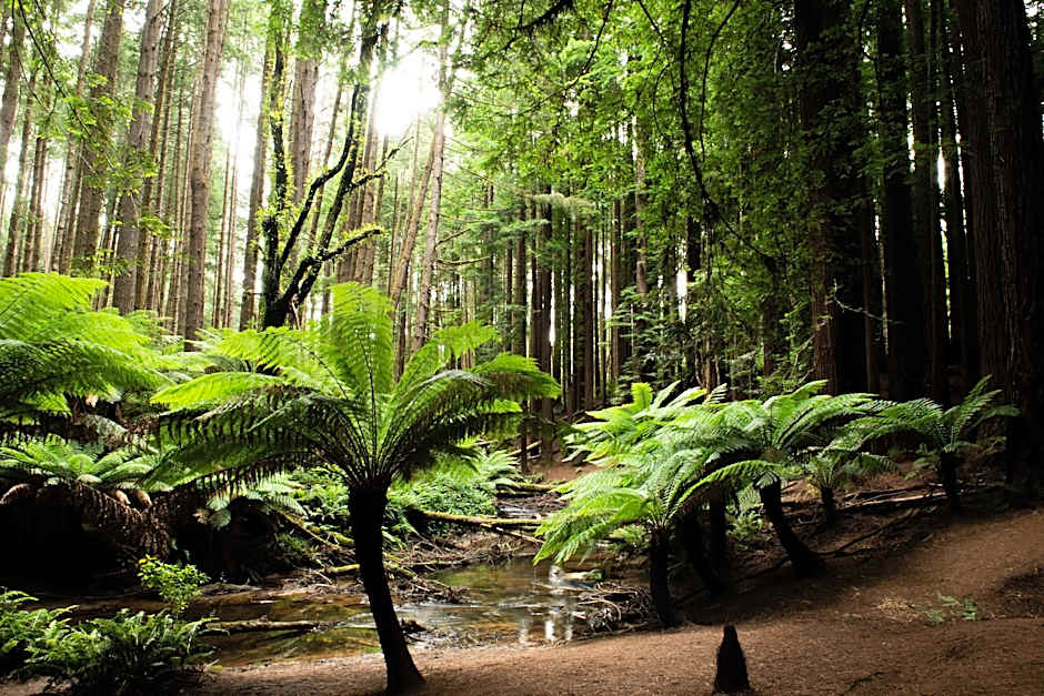 Apollo Bay Motel & Apartments