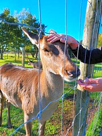 Oasis Motel & Holiday Park Turangi