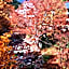 Kinseikan Seseragi