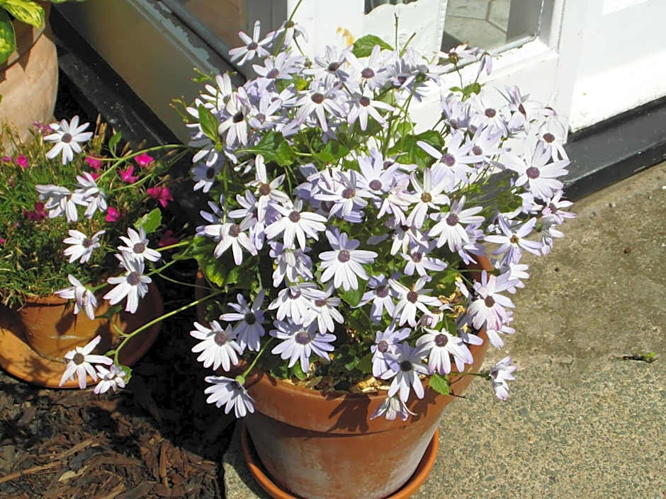 Anton Guest House Bed and Breakfast