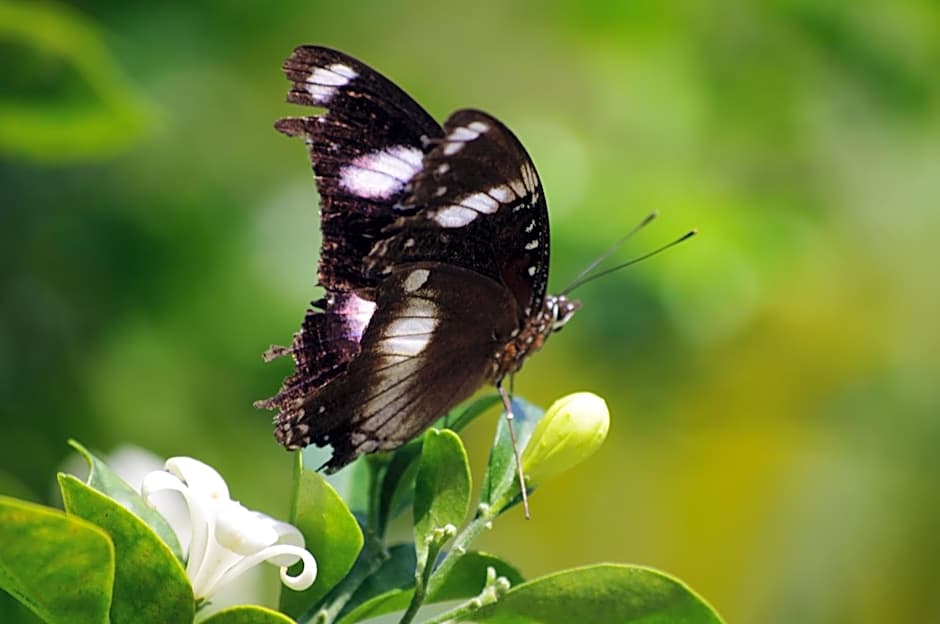 Emeraldene Inn & Eco-Lodge