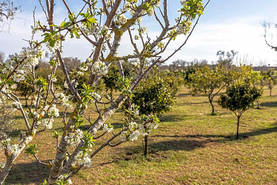 Masseria Borgo Segine - Relais nel Salento
