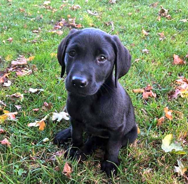 The Horseshoe Country Inn