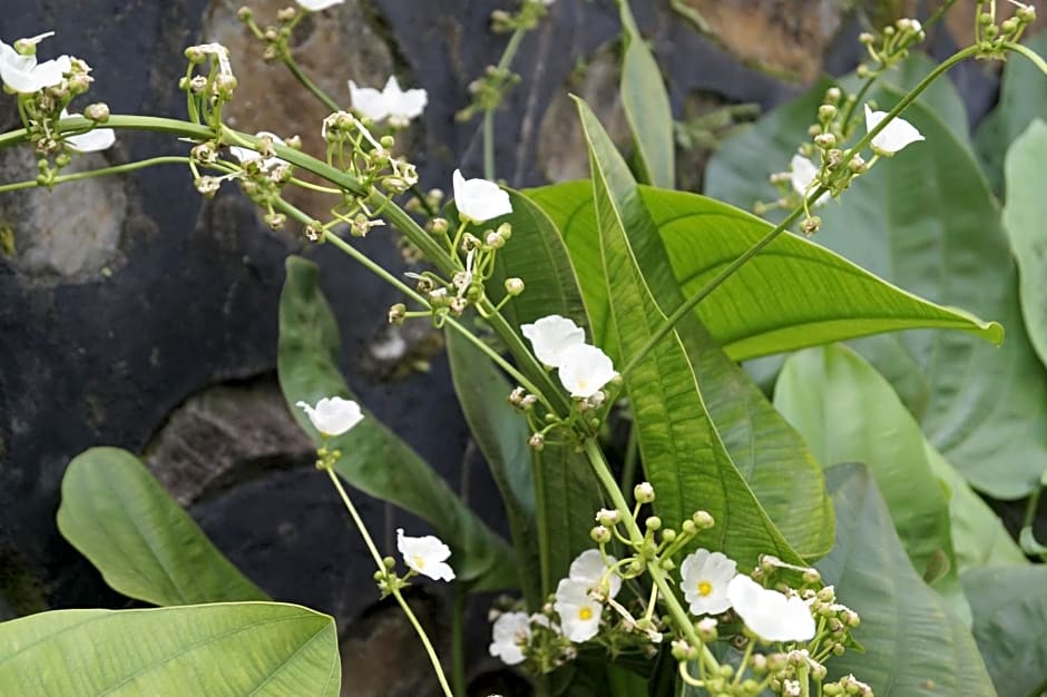 Sasak Lebung Home – Senggigi Beach, ID