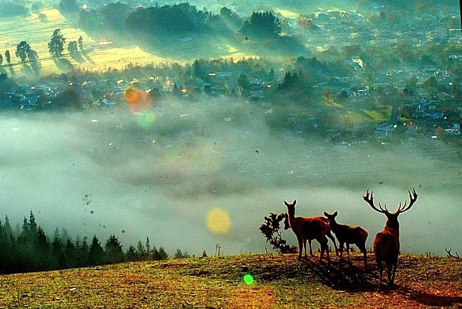 Aorangi Peak Holiday House