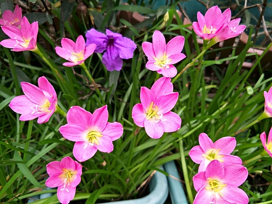 Sandy Serviced Apartment