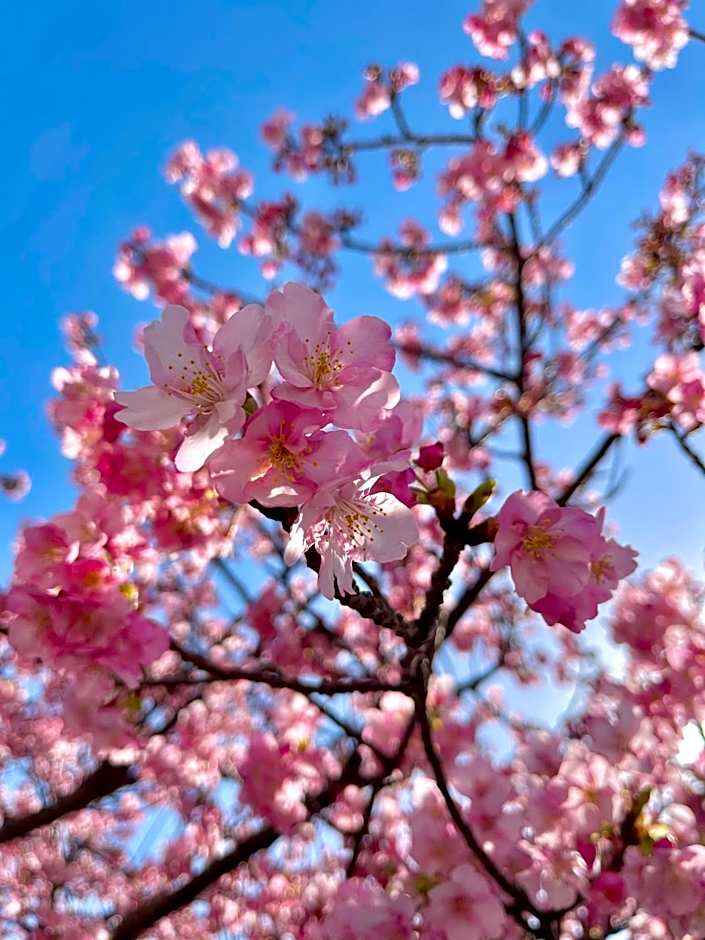 Guesthouse All you need - All rooms have an ocean view!