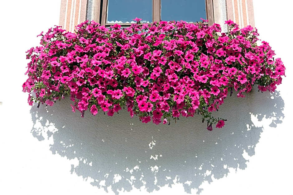 Hotel Gasthof Neuner