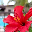 Budget Inn Anaheim near Disneyland Drive