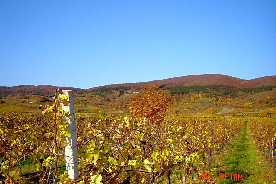 Winzerhotel Gumpoldskirchen