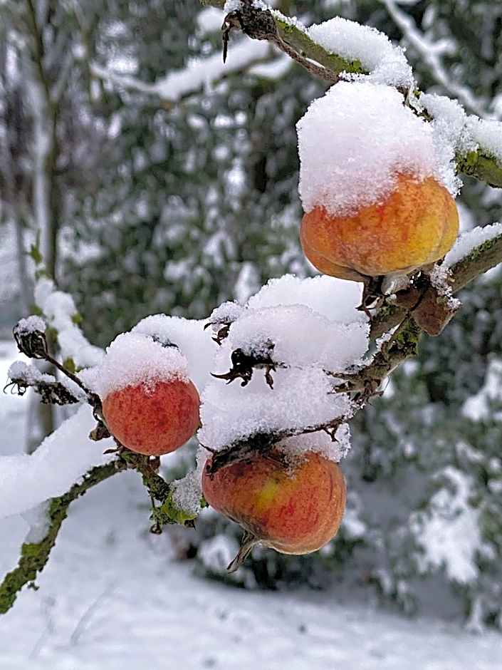 norddeutscher Hof - Kutscherstation
