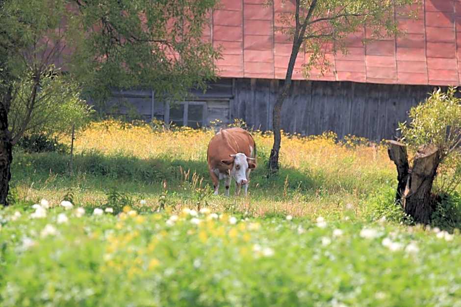 Domki w Smolniku z możliwością apiterapii