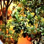 Hotel Casa Guiv